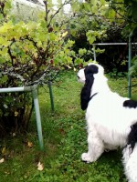 /album/patu/elokuu13-016-jpg/